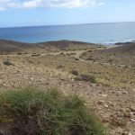 Papagayo