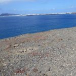 Papagayo
