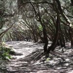 Lorbeerwald