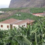 Tazacorte - Blick über die Bananenplantagen
