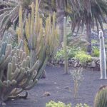 Kaktusgarten