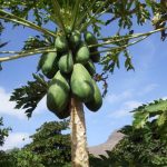 Papaya